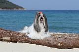SHIH TZU 050